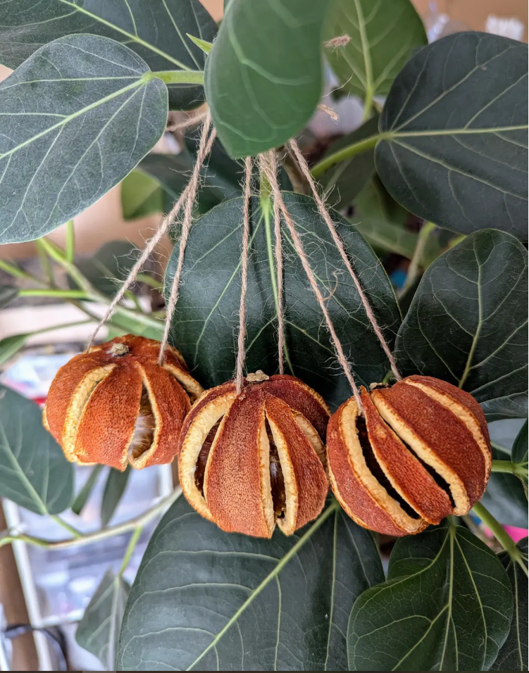 lose-up of a hand-preserved orange pomander from the Phoenix studio, featuring a 72-hour dehydration finish and symmetrical slit details.